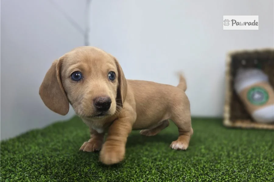 Rolling Dachshunds puppy