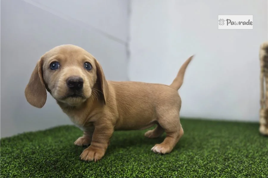 Rolling Dachshunds puppy