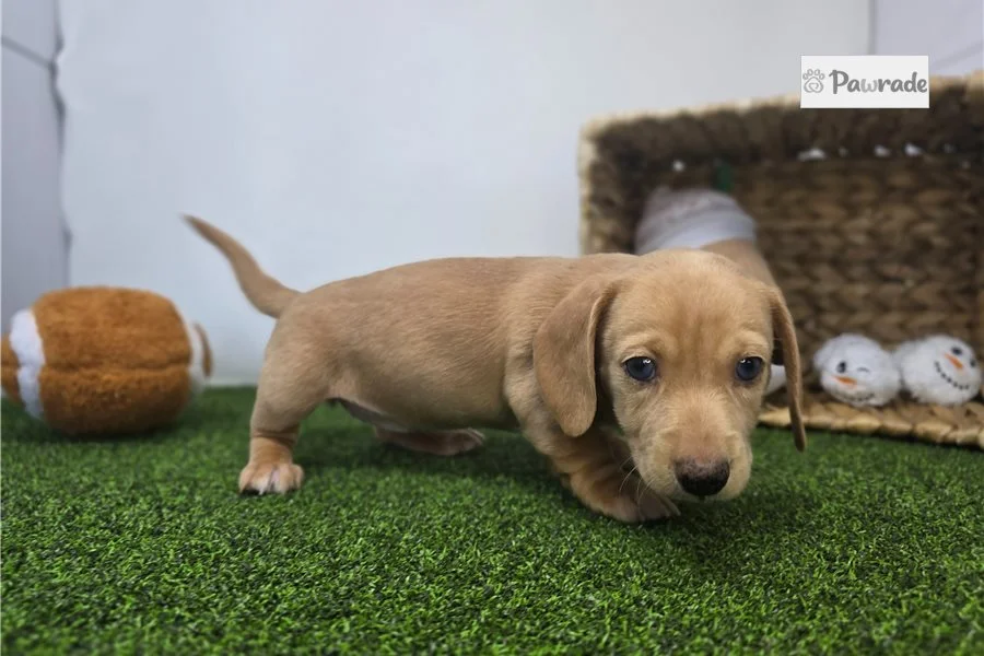 Rolling Dachshunds puppy