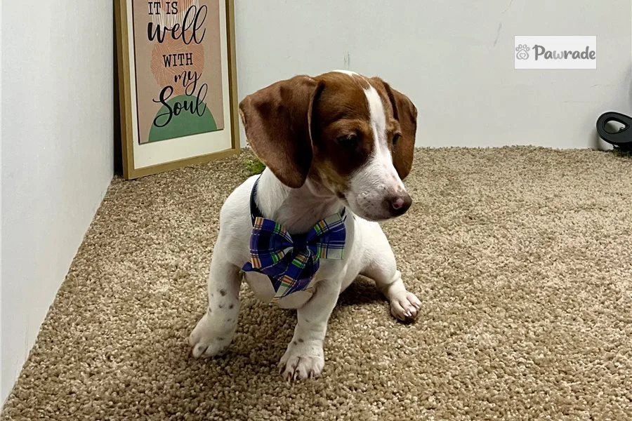 Rolling Dachshunds puppy