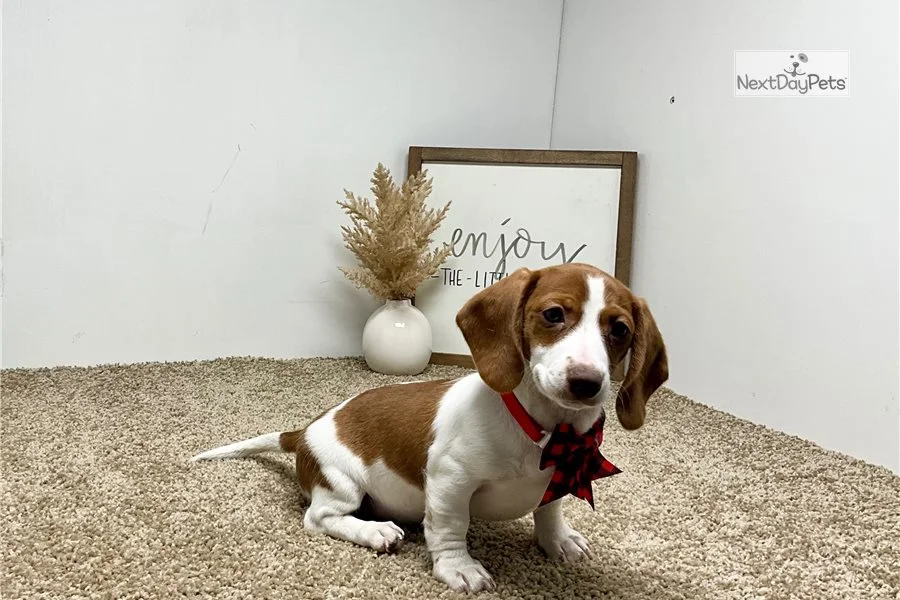 Rolling Dachshunds puppy
