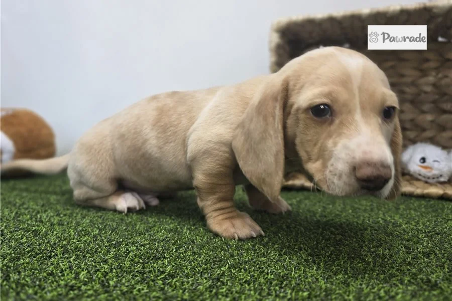 Rolling Dachshunds puppy