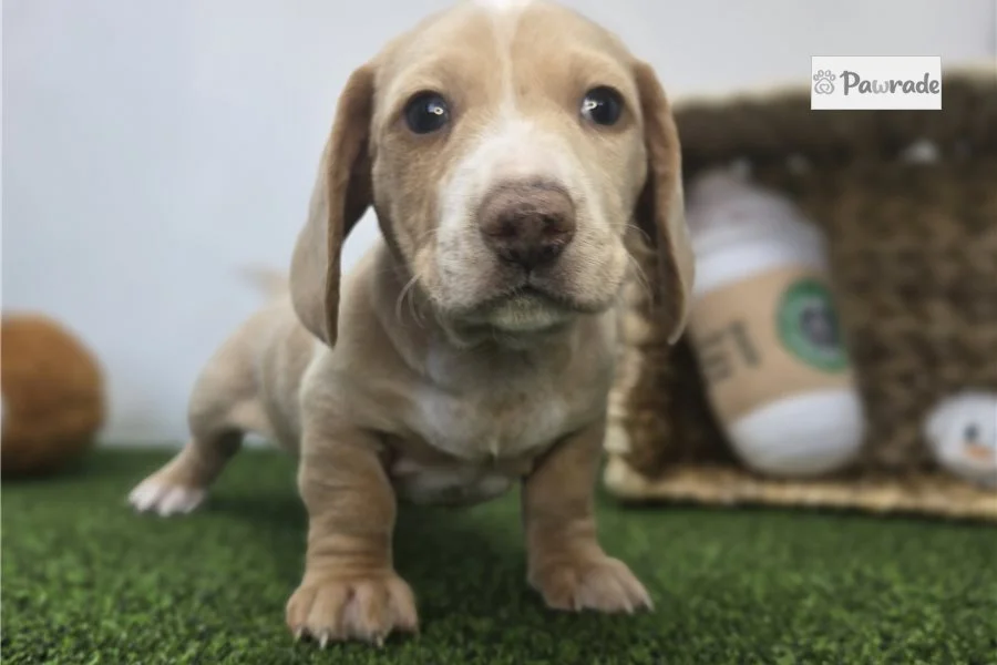 Rolling Dachshunds puppy