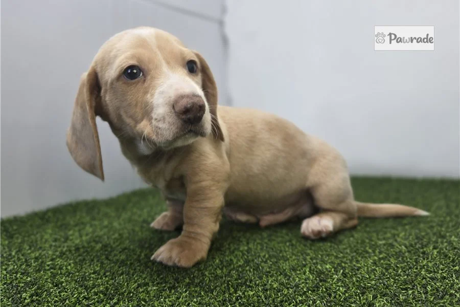 Rolling Dachshunds puppy