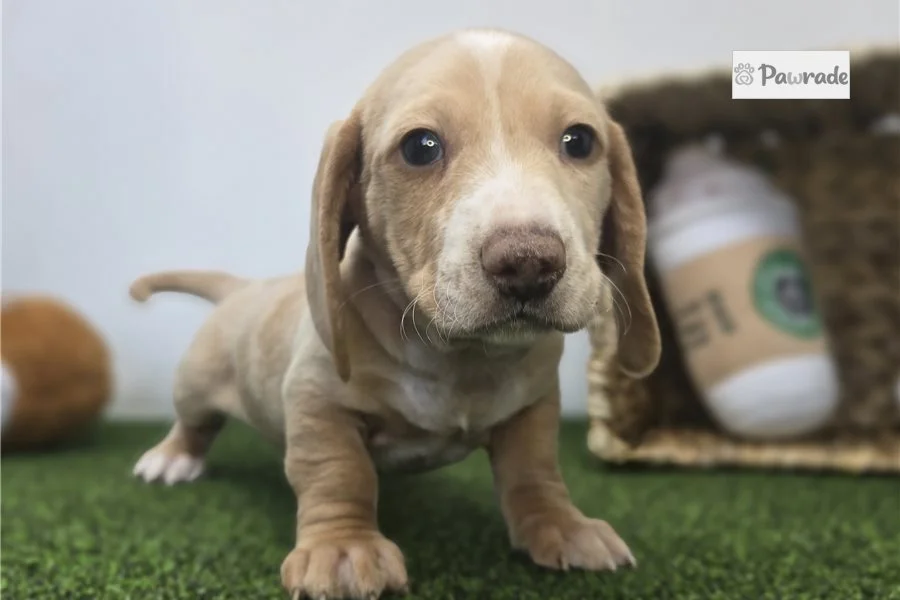 Rolling Dachshunds puppy