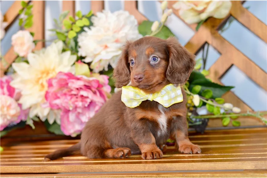 Rolling Dachshunds puppy