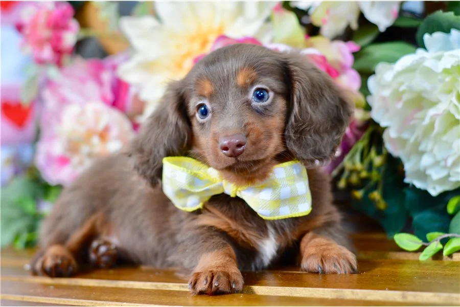 Rolling Dachshunds puppy