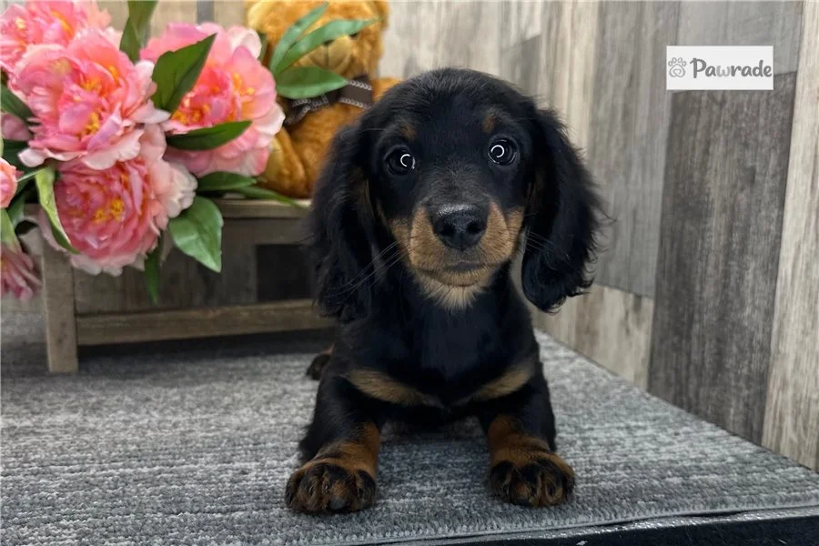 Rolling Dachshunds puppy
