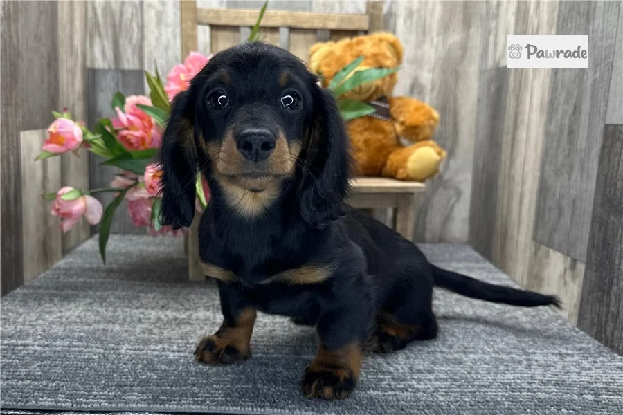 Rolling Dachshunds puppy