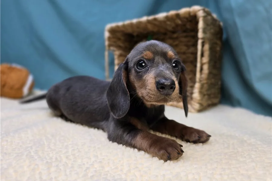 Rolling Dachshunds puppy
