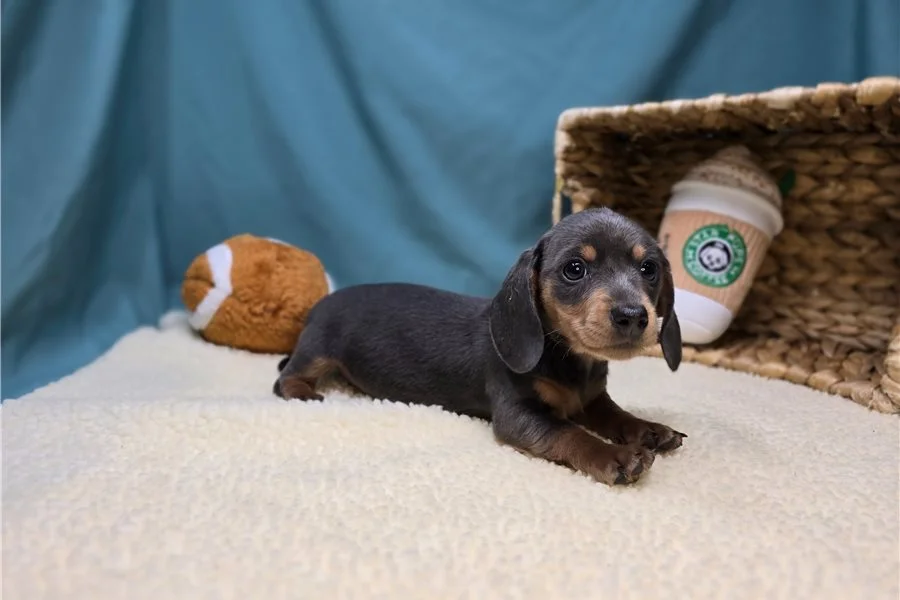 Rolling Dachshunds puppy