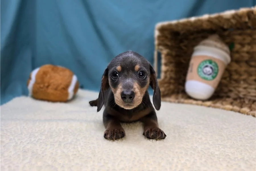 Rolling Dachshunds puppy