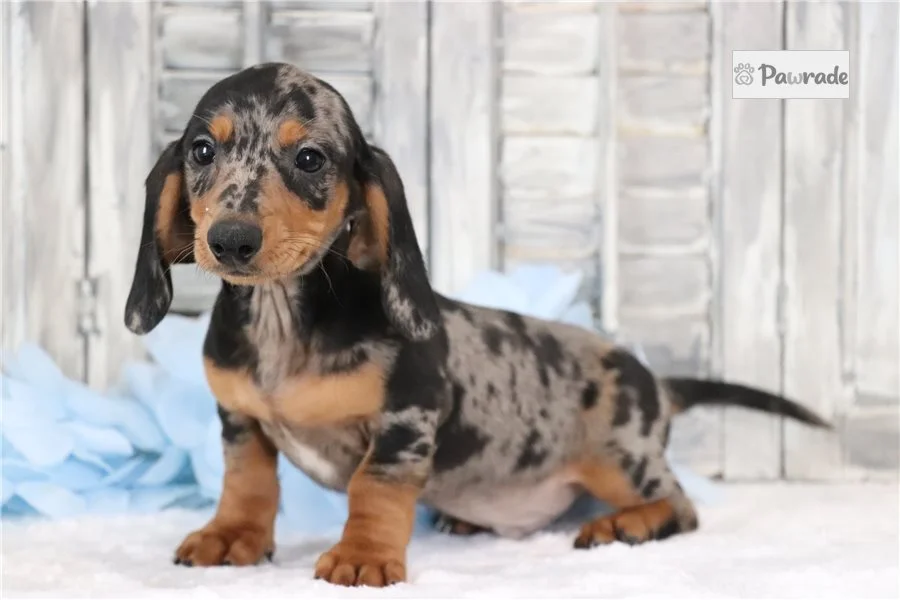 Rolling Dachshunds puppy