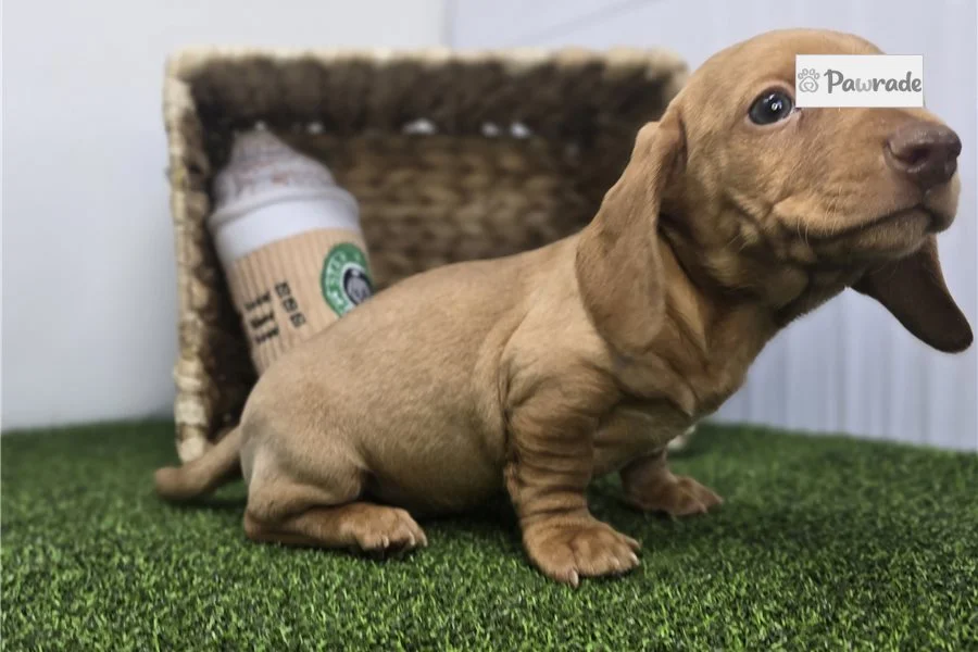 Rolling Dachshunds puppy