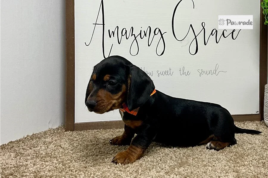 Rolling Dachshunds puppy