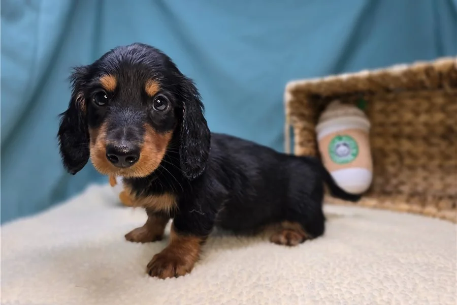 Rolling Dachshunds puppy