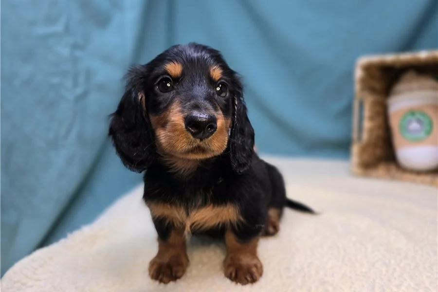 Rolling Dachshunds puppy