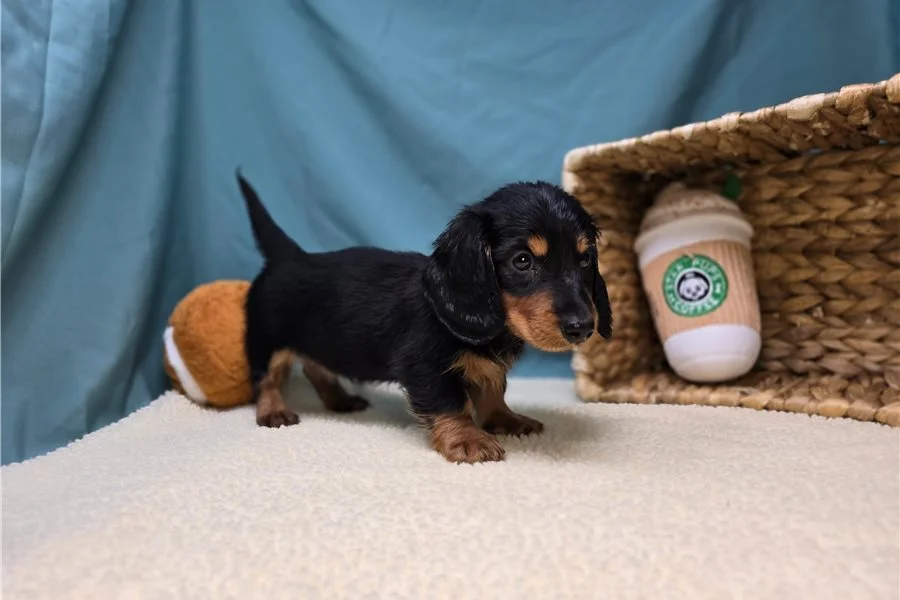 Rolling Dachshunds puppy