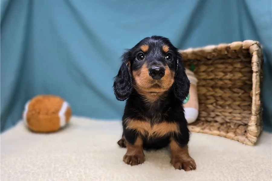Rolling Dachshunds puppy