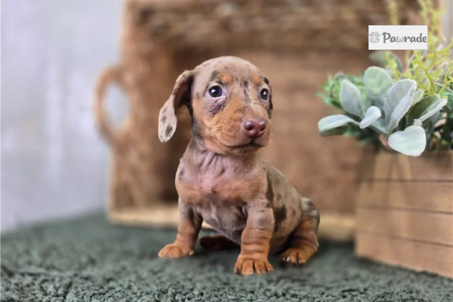 Rolling Dachshunds puppy