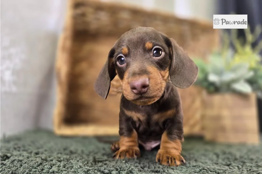 Rolling Dachshunds puppy