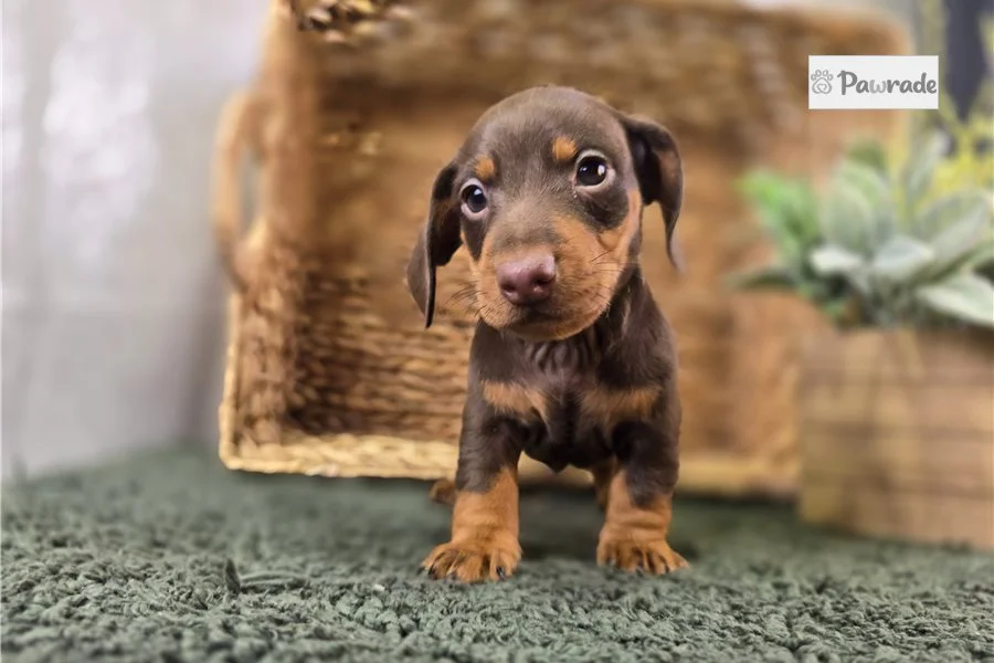 Rolling Dachshunds puppy