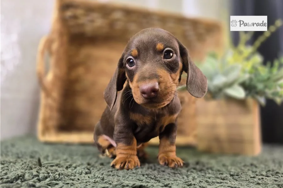 Rolling Dachshunds puppy