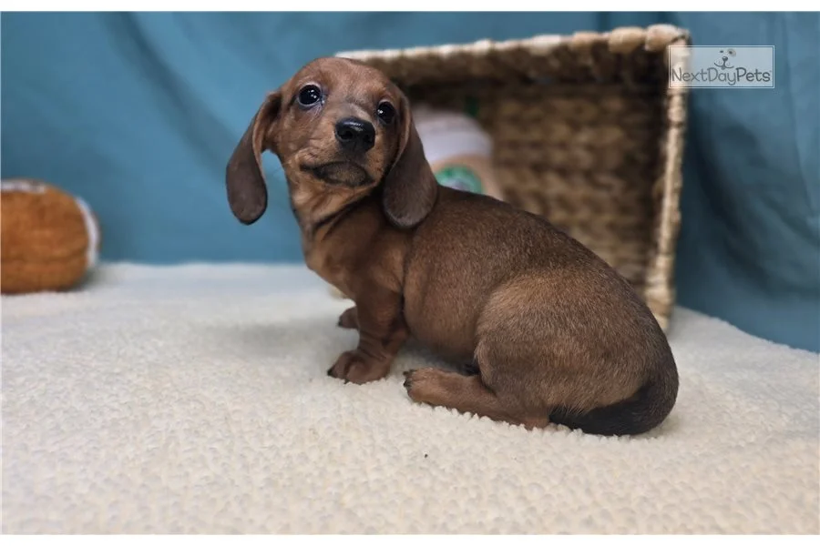 Dachshund puppy from Rolling Dachshunds