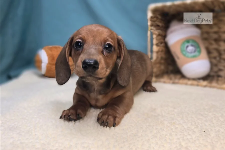 Rolling Dachshunds puppy