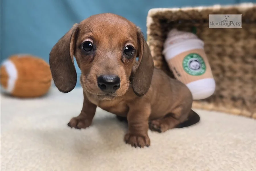 Rolling Dachshunds puppy