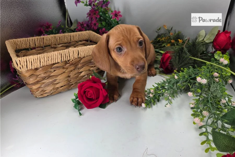Rolling Dachshunds puppy