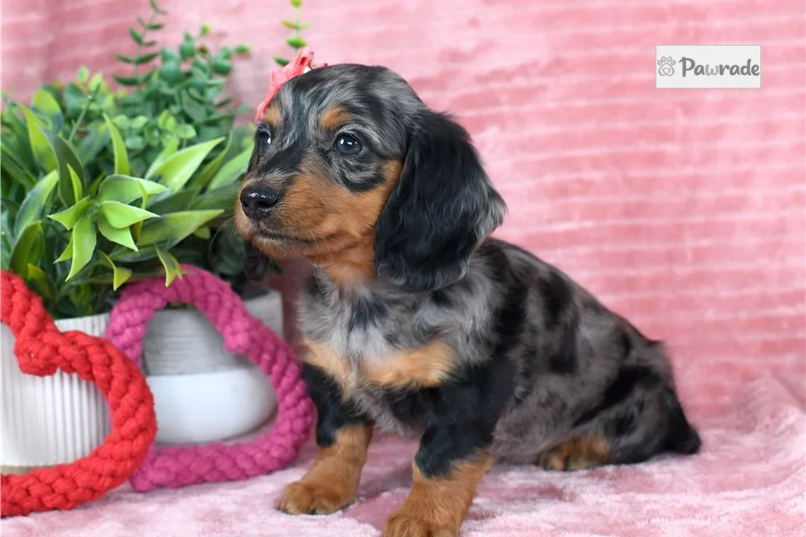 Rolling Dachshunds puppy