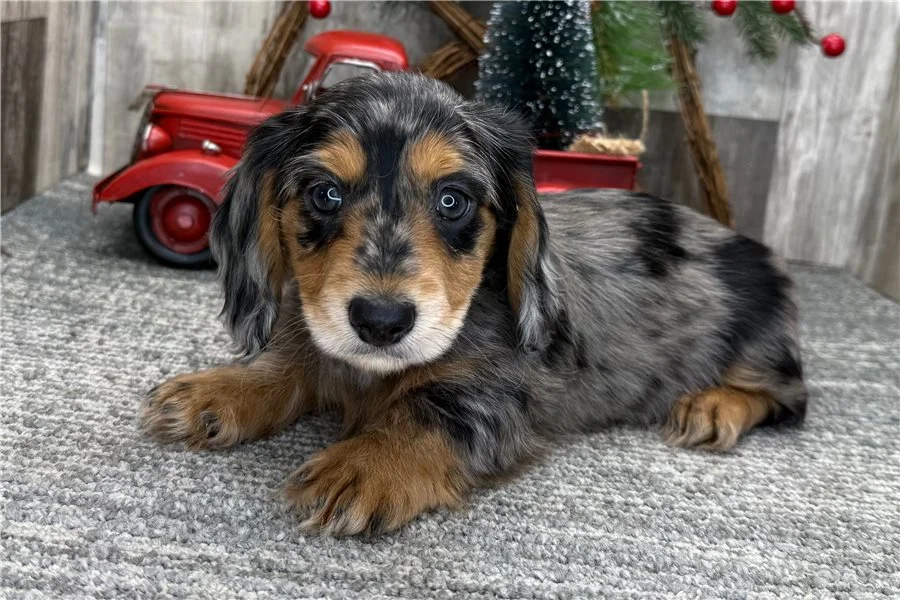 Rolling Dachshunds puppy