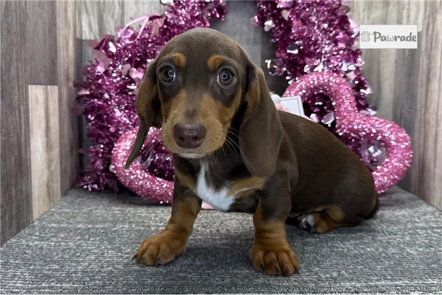 Rolling Dachshunds puppy