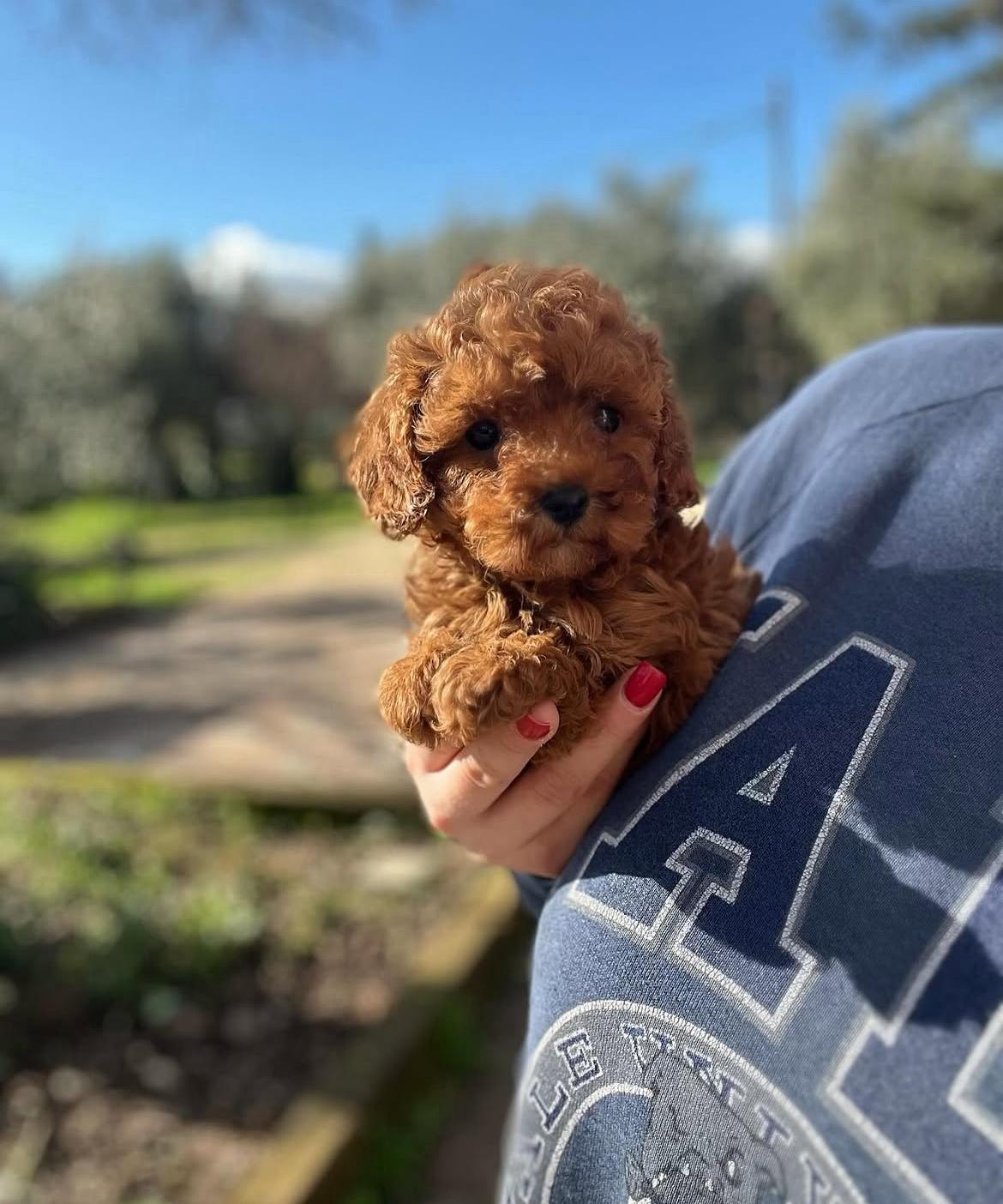 Rolling Dachshunds family