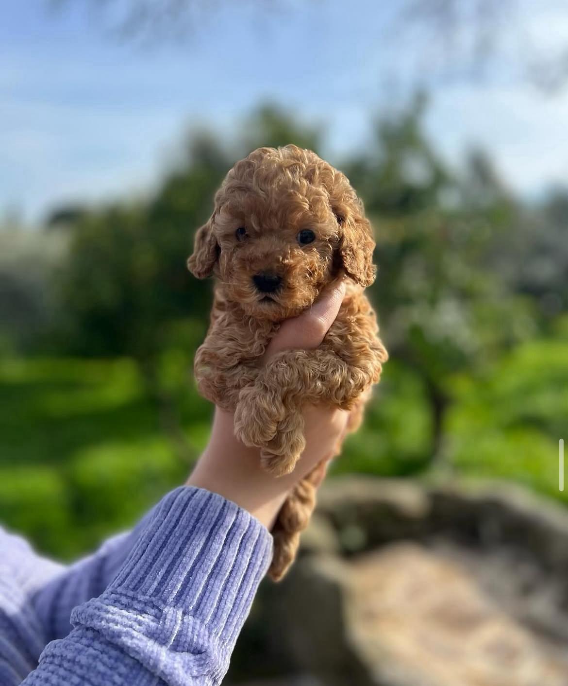 Rolling Dachshunds family