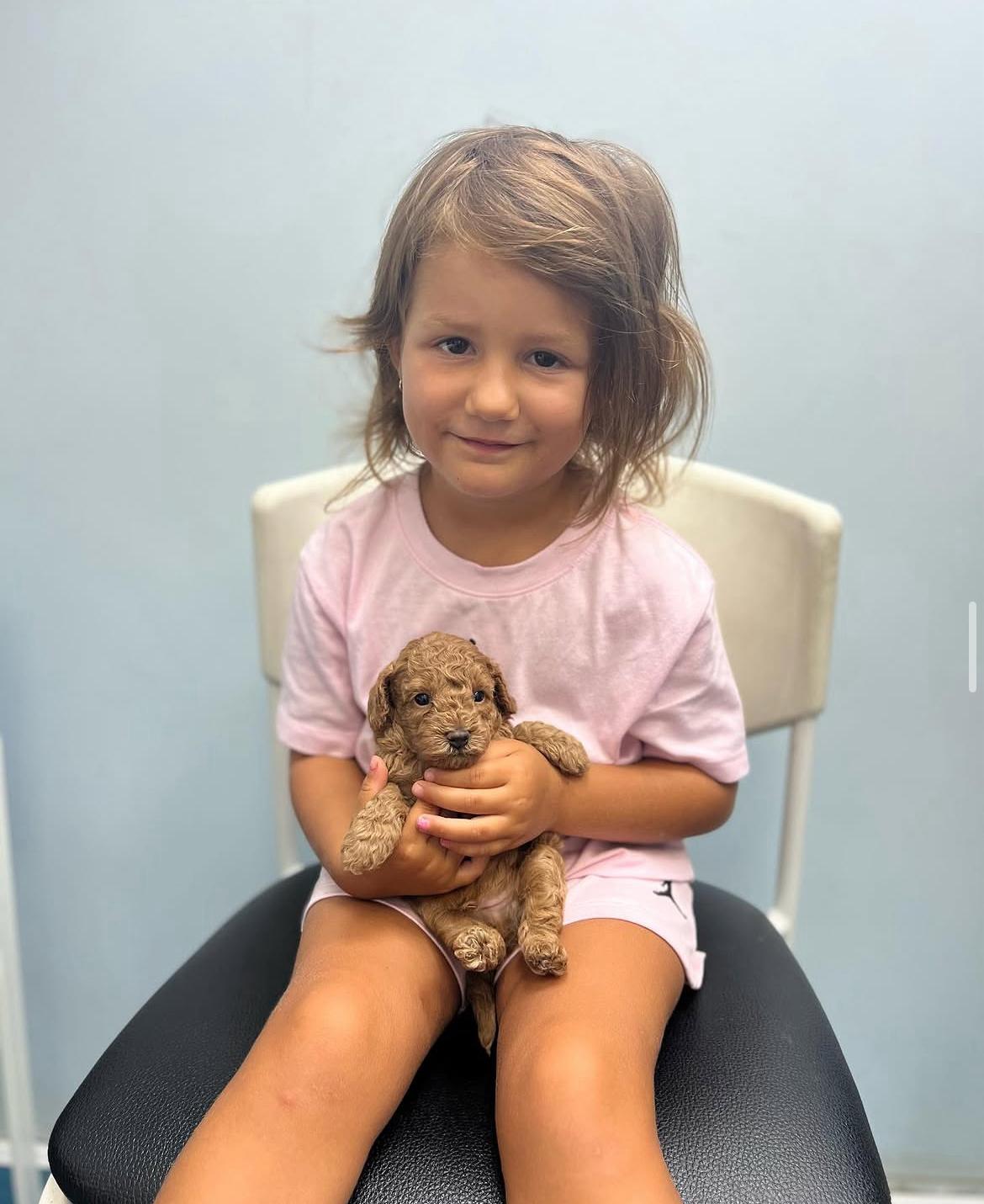 Rolling Dachshunds family