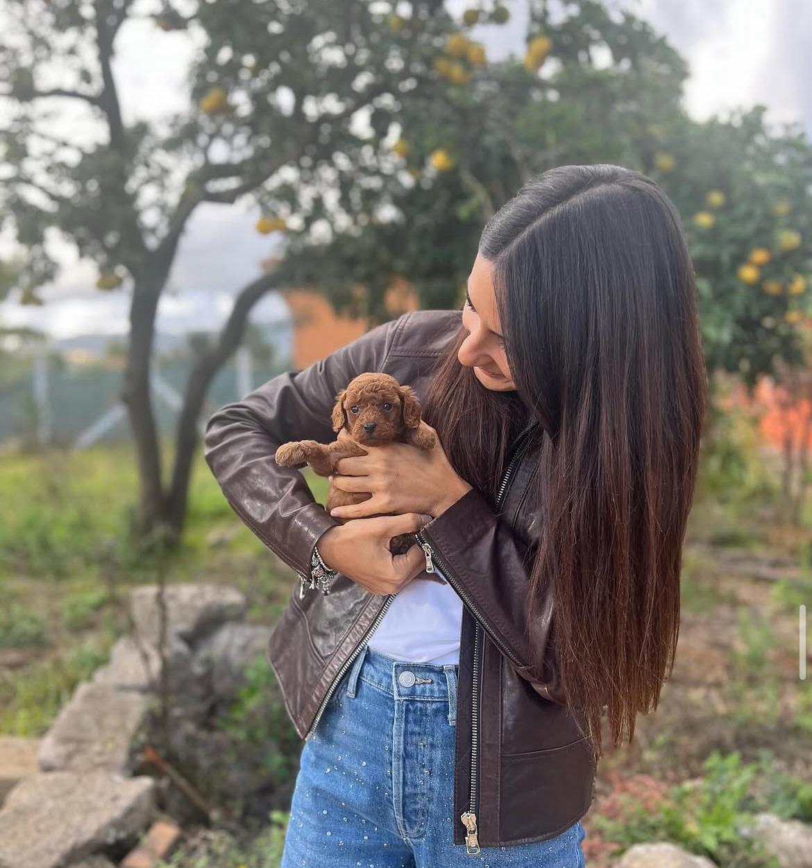 Rolling Dachshunds family